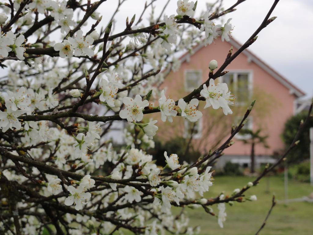Westend Kappel-Grafenhausen